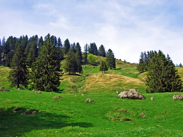 Churfirsten Dağ Sırasının Yamaçlarında Obertoggenburg Bölgesinde Nesslau Sviçre Nin Gallen — Stok fotoğraf