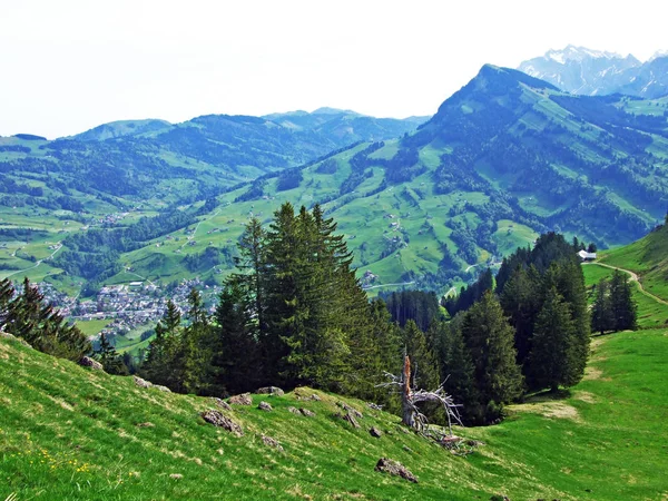 Florestas Perenes Coníferas Nas Encostas Cordilheira Churfirsten Região Obertoggenburg Nesslau — Fotografia de Stock