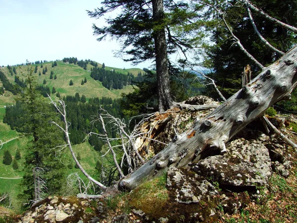 Forêts Persistantes Conifères Sur Les Pentes Chaîne Montagnes Churfirsten Dans — Photo