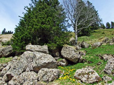 Churfirsten dağ sırasının kayaları ve taşları ve Obertoggenburg bölgesinde, Nesslau - İsviçre, St. Gallen Kantonu