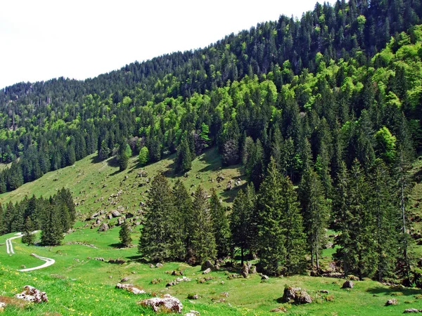 Vallée Alpine Ijental Dans Région Obertoggenburg Long Ruisseau Ijentaler Bach — Photo