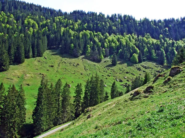 Vallée Alpine Ijental Dans Région Obertoggenburg Long Ruisseau Ijentaler Bach — Photo