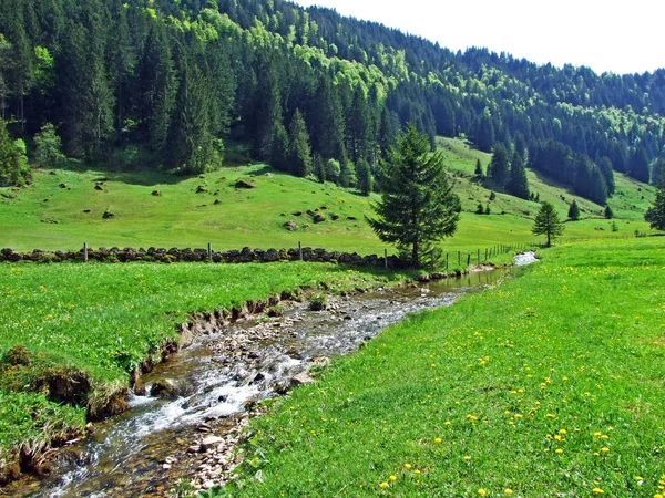 Ijentaler Bach Ijentaler Alpental Tal Und Obertoggenburg Nesslau Kanton Gallen — Stockfoto