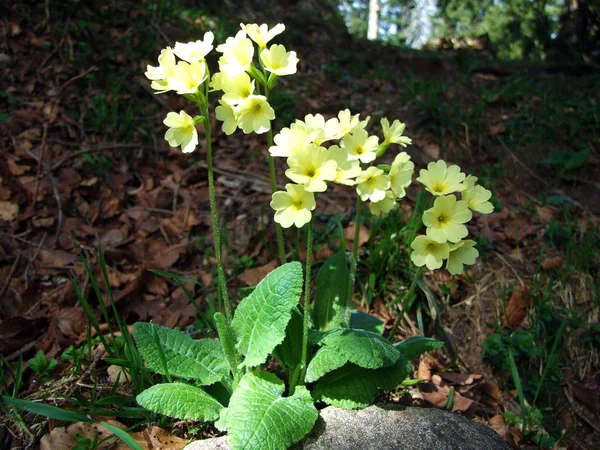 Horská Skluzavka Primula Auricula Medvědí Ucho Die Aurikel Oder Alpenaurikel — Stock fotografie