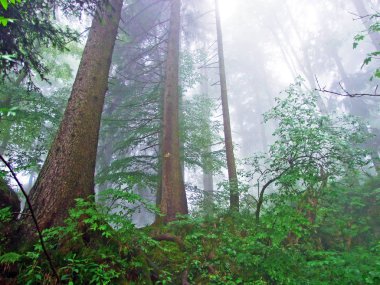 Hochhamm Dağı, Urnaesch veya Urnasch 'ın sisli ormanlarında gizemli bir atmosfer - Appenzell Ausserrhoden, İsviçre