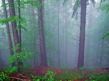 Hochhamm Dağı, Urnaesch veya Urnasch 'ın sisli ormanlarında gizemli bir atmosfer - Appenzell Ausserrhoden, İsviçre
