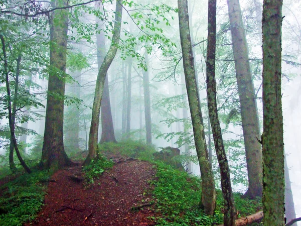 걷거나 하이킹을 사용하는 산책로 Urnsch Canton Appenzell Ausserrhoden Switzerland — 스톡 사진