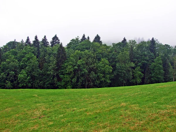 Almen Und Mischwälder Den Hängen Des Hochhamms Und Urnasch Tal — Stockfoto