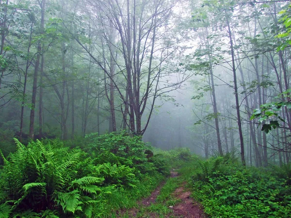 Atmosphère Mystique Dans Forêt Brumeuse Hochhamm Urnaesch Urnasch Canton Appenzell — Photo