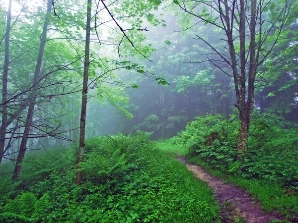 Mistyczna Atmosfera Mglistym Lesie Góry Hochhamm Urnaesch Lub Urnasch Kanton — Zdjęcie stockowe