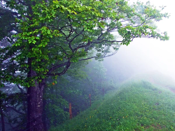 Atmosphère Mystique Dans Forêt Brumeuse Hochhamm Urnaesch Urnasch Canton Appenzell — Photo