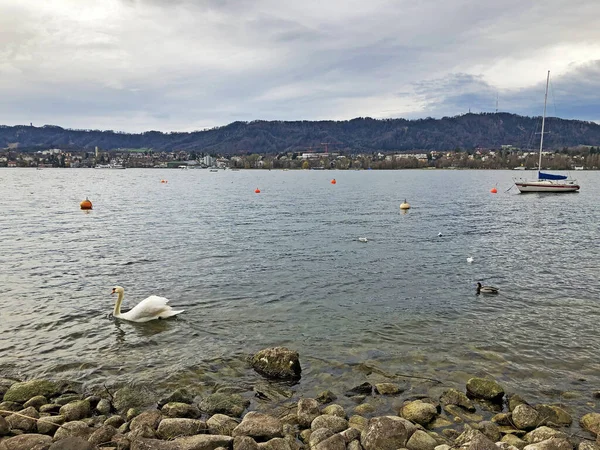 Danau Zurich Zurichsee Atau Zuerichsee Wilayah Taman Zurichhorn Zuerichhorn Dan — Stok Foto