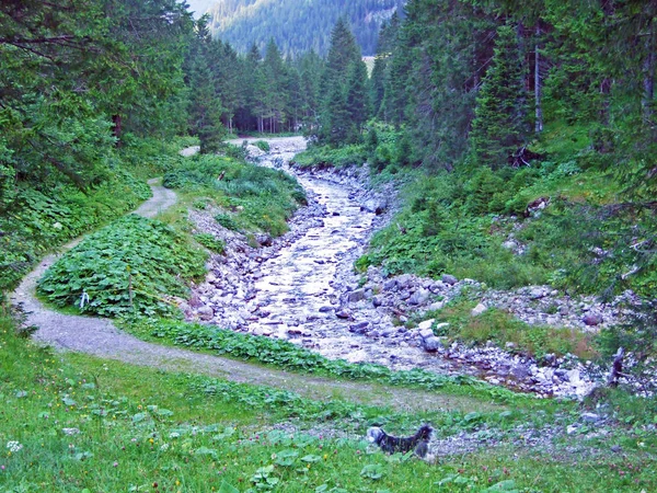 サミナタル渓谷とリヒテンシュタインアルプスのValunerbachまたはValuenerbachストリーム Steg リヒテンシュタイン — ストック写真