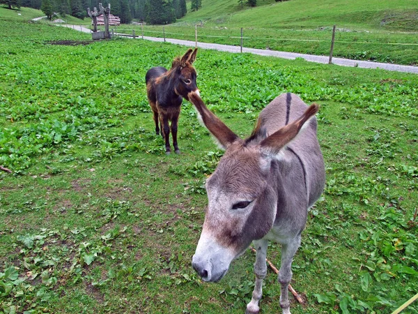 Burros Nas Pastagens Vale Saminatal Nos Alpes Liechtenstein Steg Liechtenstein — Fotografia de Stock