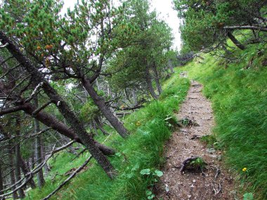 Ren Nehri Vadisi 'nde (Rheintal) ve Gipsberg Dağı' nda (Lihtenştayn Alpleri) yürüyüş ve yürüyüş patikaları