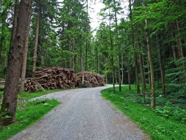 Ren Nehri Vadisi 'nde (Rheintal) ve Gipsberg Dağı' nda (Lihtenştayn Alpleri) yürüyüş ve yürüyüş patikaları