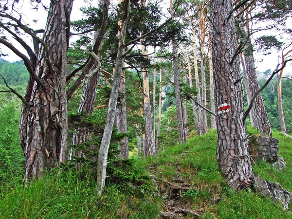 Wanderwege Rheintal Und Auf Dem Gipsberg Liechtensteinische Alpen Schaan Liechtenstein — Stockfoto