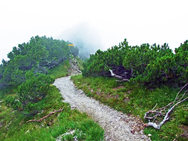 Gång Och Vandringsleder Rhendalen Rheintal Och Berget Gipsberg Liechtenstein Alperna — Stockfoto