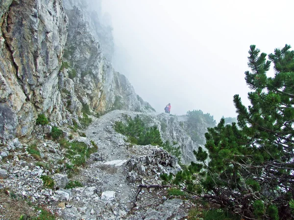 Gång Och Vandringsleder Rhendalen Rheintal Och Berget Gipsberg Liechtenstein Alperna — Stockfoto