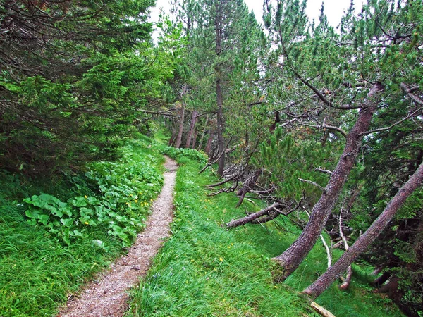 Rutas Senderismo Senderismo Valle Del Río Rin Rheintal Montaña Gipsberg —  Fotos de Stock