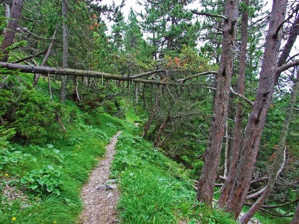 Turistické Turistické Stezky Údolí Řeky Rýn Rheintal Pohoří Gipsberg Lichtenštejnské — Stock fotografie