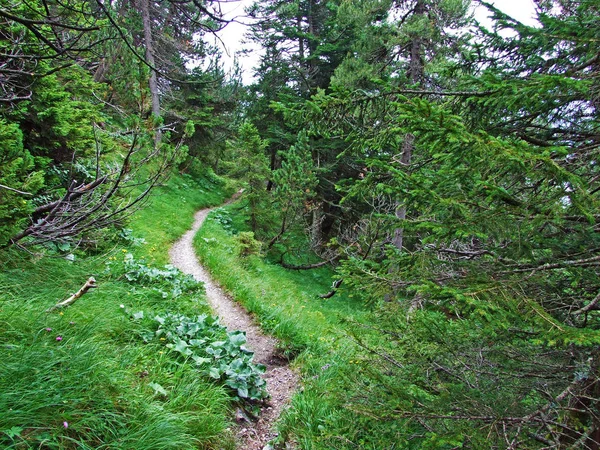 Rutas Senderismo Senderismo Valle Del Río Rin Rheintal Montaña Gipsberg —  Fotos de Stock