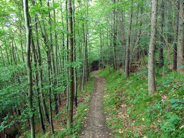 Walking Hiking Trails Rhine River Valley Rheintal Gipsberg Mountain Liechtenstein — Stock Photo, Image