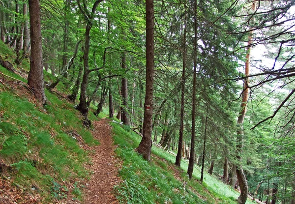 Wanderwege Rheintal Und Auf Dem Gipsberg Liechtensteinische Alpen Schaan Liechtenstein — Stockfoto