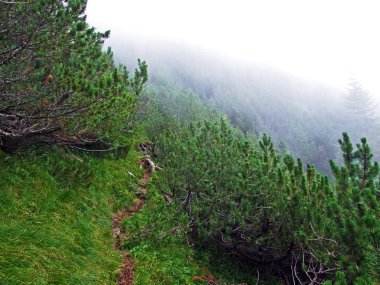 Evergreen bitki örtüsü ve nadiren alçak kozalaklı çalılıklar Lihtenştayn Alpleri yamaçlarında Schaan, Lihtenştayn