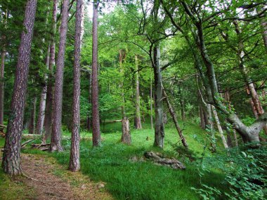 Karışık ormanlar ve seyreltilmiş ağaçlar Lihtenştayn Alp Dağları yamaçlarında ve Ren Nehri Vadisi 'nde (Rheintal)