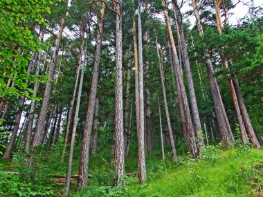 Karışık ormanlar ve seyreltilmiş ağaçlar Lihtenştayn Alp Dağları yamaçlarında ve Ren Nehri Vadisi 'nde (Rheintal)