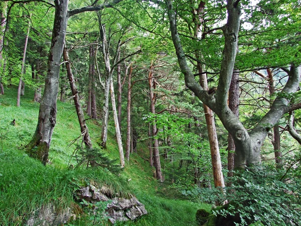 Bosques Mixtos Árboles Diluidos Las Laderas Los Alpes Liechtenstein Valle —  Fotos de Stock