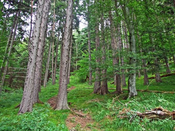 Lasy Mieszane Rozrzedzone Drzewa Zboczach Alp Lichtensteinskich Oraz Dolinie Renu — Zdjęcie stockowe