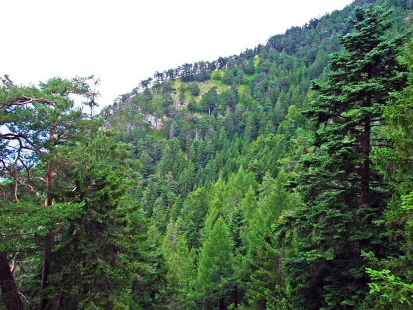 Змішані Ліси Розтерті Дерева Схилах Ліхтенштейнських Альп Долині Річки Рейн — стокове фото