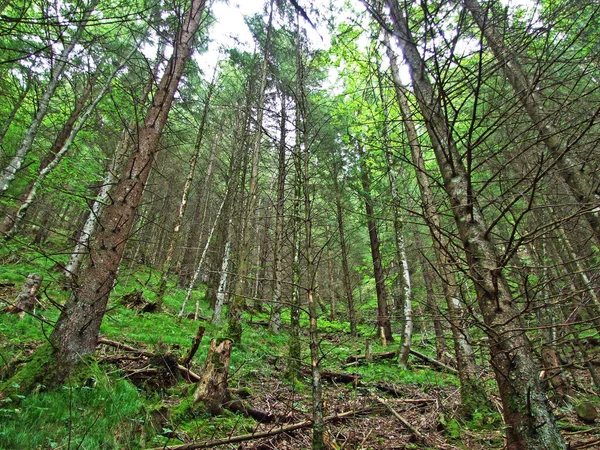 Mischwälder Und Ausgelichtete Bäume Den Hängen Der Liechtensteinischen Alpen Und — Stockfoto