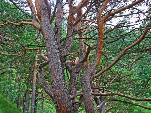 Lasy Mieszane Rozrzedzone Drzewa Zboczach Alp Lichtensteinskich Oraz Dolinie Renu — Zdjęcie stockowe