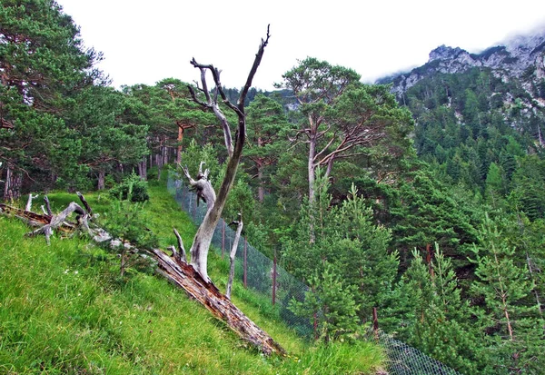 าผสมและต นไม บางออกบนเน นของเท อกเขา Liechtenstein Alps และในห บเขาแม าไรน — ภาพถ่ายสต็อก