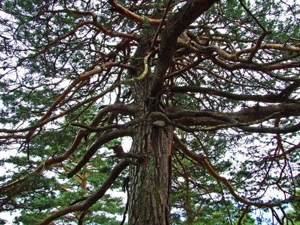 Blandskogar Och Uttunnade Träd Sluttningarna Liechtensteins Bergskedja Alperna Och Rhendalen — Stockfoto