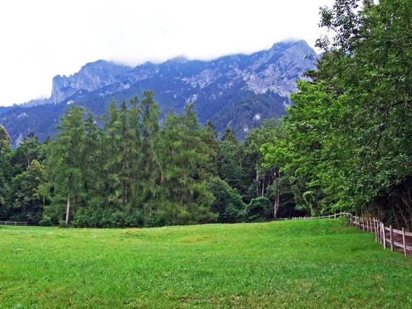 Smíšené Lesy Ztenčené Stromy Svazích Lichtenštejnských Pohoří Údolí Řeky Rýn — Stock fotografie