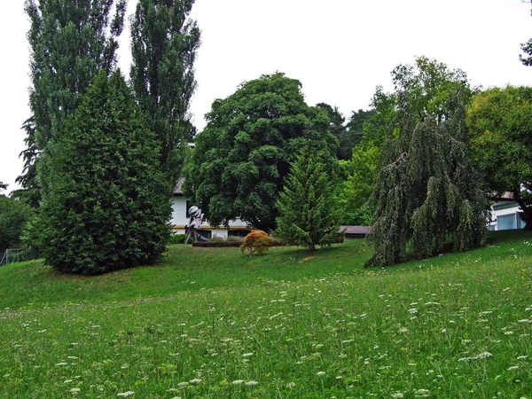 Blandskogar Och Uttunnade Träd Sluttningarna Liechtensteins Bergskedja Alperna Och Rhendalen — Stockfoto