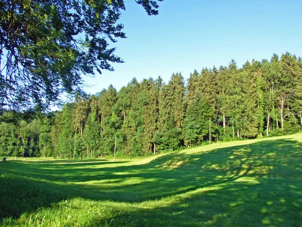 Pascoli Prati Lungo Fiume Sitter Bosco Misto Nella Città San — Foto Stock