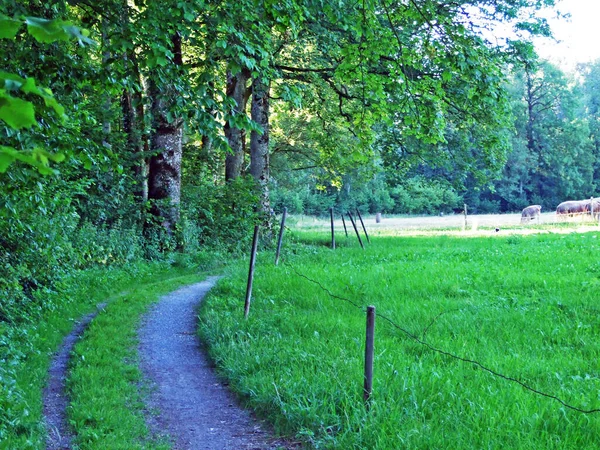 Wander Und Radwege Entlang Der Sitter Der Stadt Gallen Kanton — Stockfoto