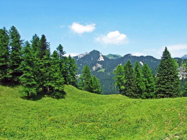 Evergreen Vegetatie Zelden Lage Naaldbomen Hellingen Van Liechtenstein Alpen Schaan — Stockfoto
