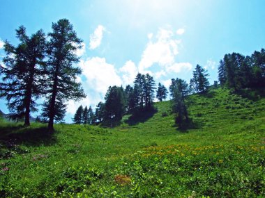Karışık ormanlar ve seyreltilmiş ağaçlar Lihtenştayn Alp Dağları yamaçlarında ve Malbuntal Alp Vadisi 'nde Malbun, Lihtenştayn