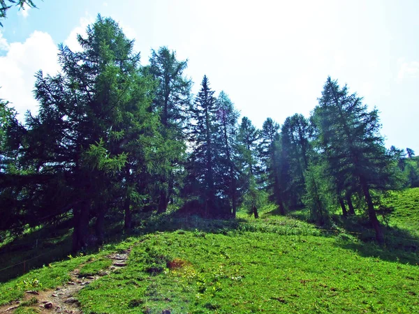 混交林和砍伐列支敦士登阿尔卑斯山山脉斜坡上和马尔本塔高山谷地的树木 列支敦士登马尔本 — 图库照片