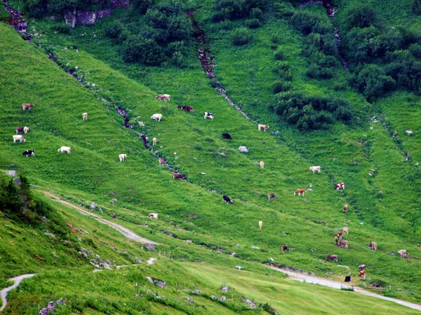 Cows Meadows Pastures Slopes Liechtenstein Alps Mountain Range Malbuntal Alpine — Stock Photo, Image