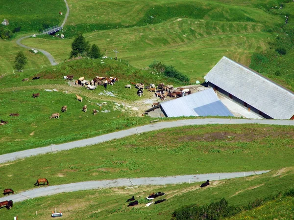 Krowy Łąkach Pastwiskach Zboczach Alp Lichtensteinskich Oraz Nad Doliną Malbuntal — Zdjęcie stockowe