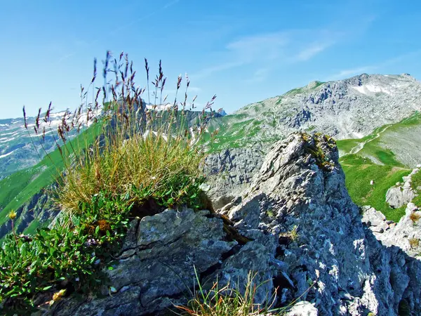 Камені Скелі Ліхтенштейнських Альп Лежать Гірському Хребті Долині Малбунтал Мальбун — стокове фото