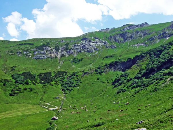 Pascoli Prati Alpini Nella Valle Del Malbuntal Nelle Alpi Del — Foto Stock