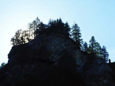 Evergreen ormanı ya da Lihtenştayn Alp dağlarının yamaçlarındaki kozalaklı ağaçlar ve Naaftal ve Saminatal alp vadilerindeki Steg, Lihtenştayn